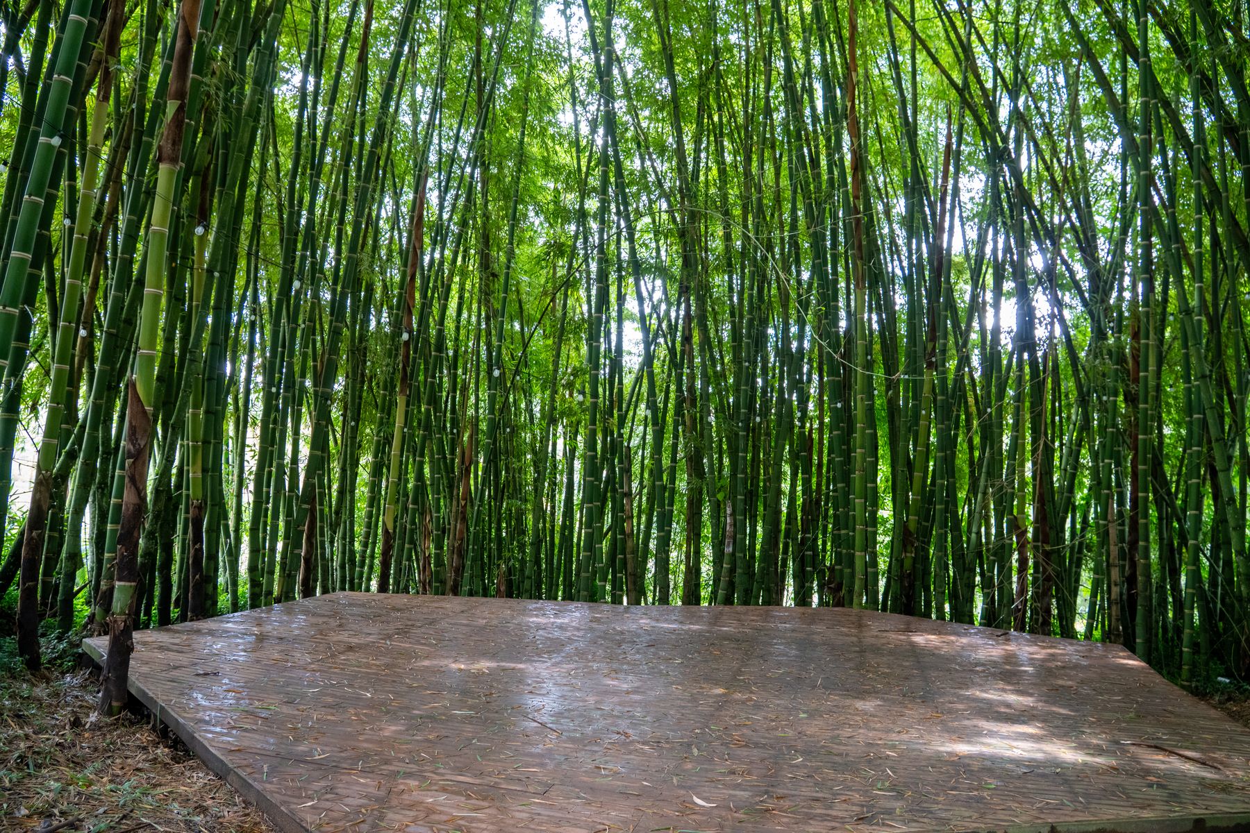 Bamboo grove clearing