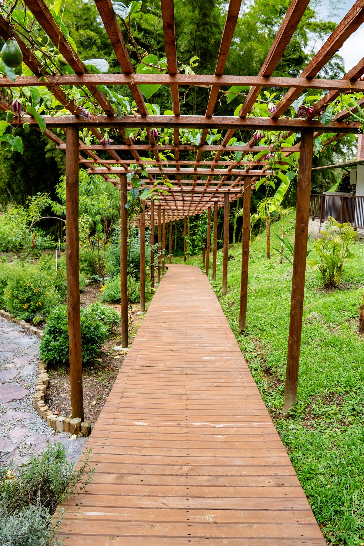 Flowering pergola walkway